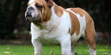 El video del perro skater que es toda una estrella en TikTok (Foto: imagen ilustrativa/web)