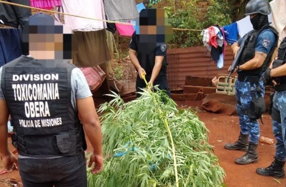 Una abuela que cultivaba marihuana medicinal fue detenida