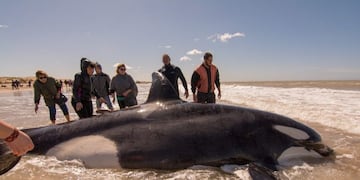 El pasado lunes 16 de septiembre aparecieron varadas en playas de La Caleta, partido de Mar Chiquita (web)\u002E