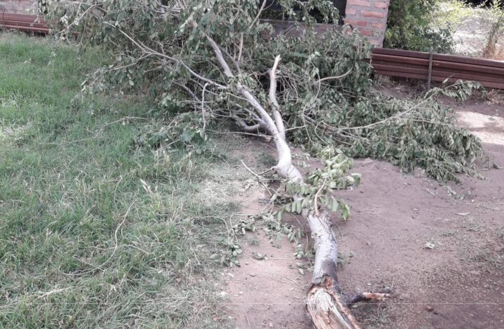 Intensas ráfagas de viento provocaron caída de árboles, carteles y postes en Punta Alta