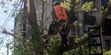 Salta: podadores truchos se hacen pasar por empleados municipales