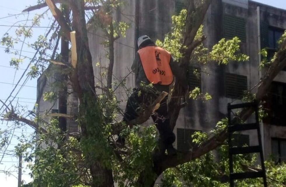 Salta: podadores truchos se hacen pasar por empleados municipales