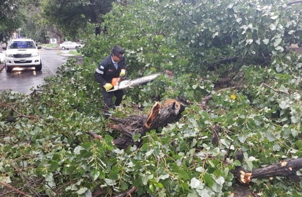 Cayeron ocho árboles de gran tamaño por el temporal en Salta