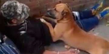 Perro cuida a su dueño