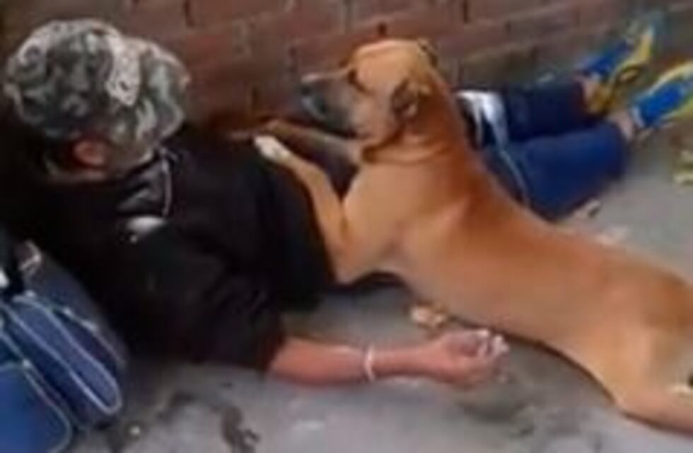 Mar del Plata: un perro cuidó a su dueño que se había descompensado