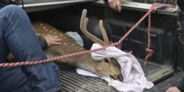 Insólito hallazgo en el río: trabajadores portuarios rescataron un ciervo