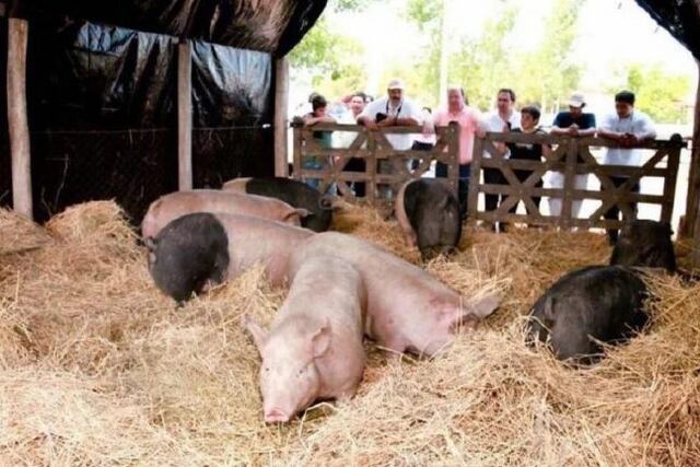 Expo cerdo General Alvear