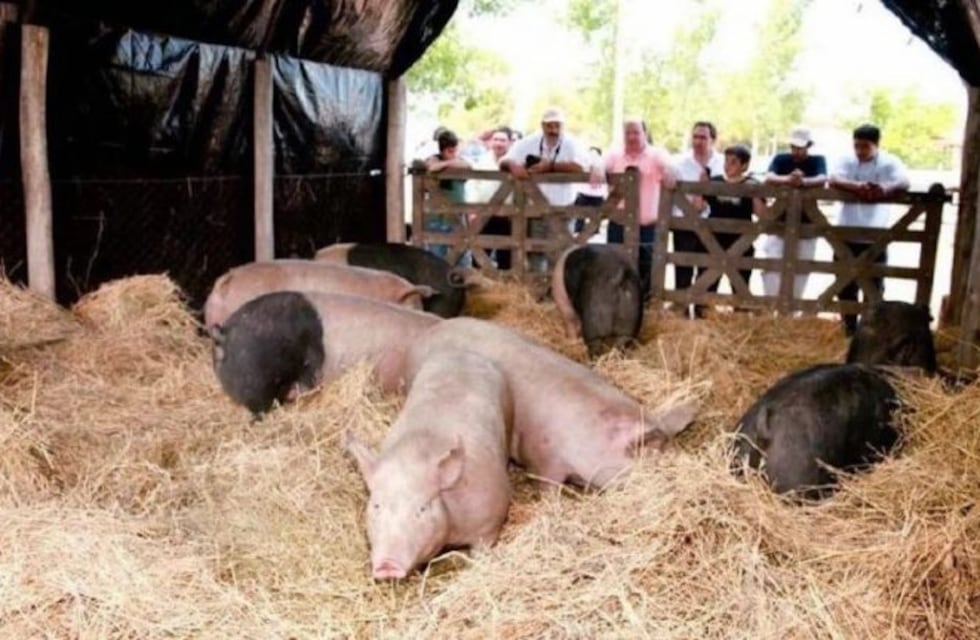 Aumento de producción en cerdos utilizando la heterosis y no la consanguinidad