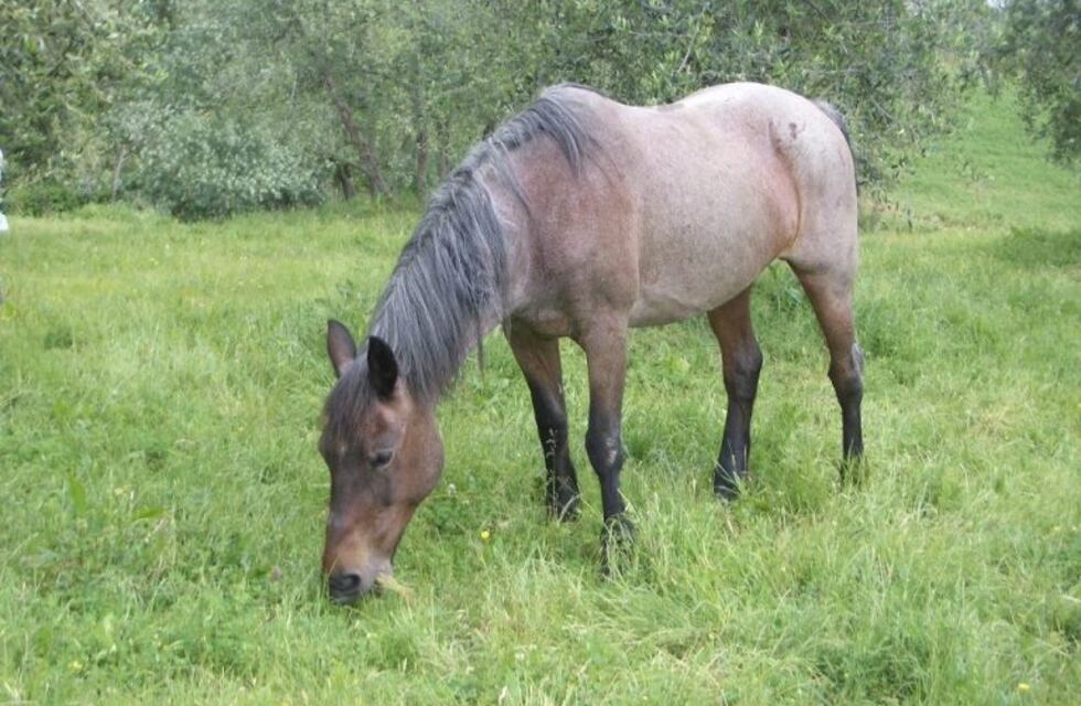 Subastarán 140 animales secuestrados en rutas de Santiago del Estero