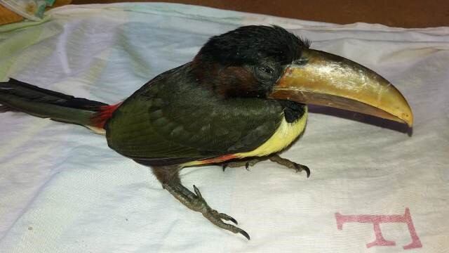 Hallaron herido a un ejemplar de tucán\u002E