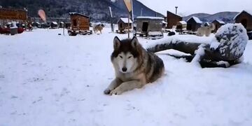 #VivoEnUshuaia Las Cotorras  Siberianos de Fuego