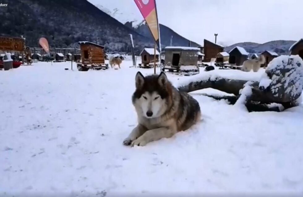 #VivoEnUshuaia con los Siberianos de Fuego en Las Cotorras