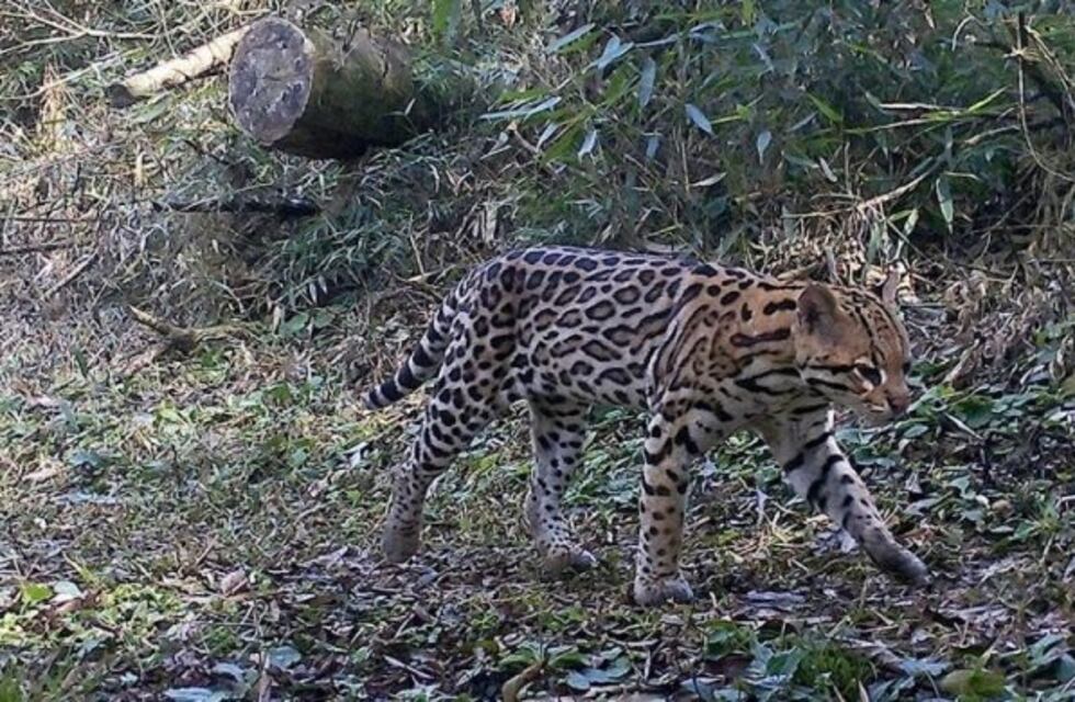 Captaron a un ocelote en un sendero turístico del Parque Urugua-í a plena luz del día