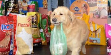 Buddy, el perro canillita (Web)