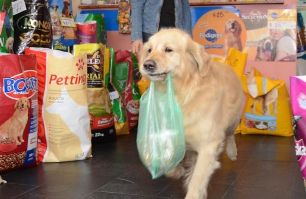 Murió Buddy, el perro canillita que iba solo a comprar su alimento