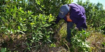 Entregaran tickets verdes a tareferos