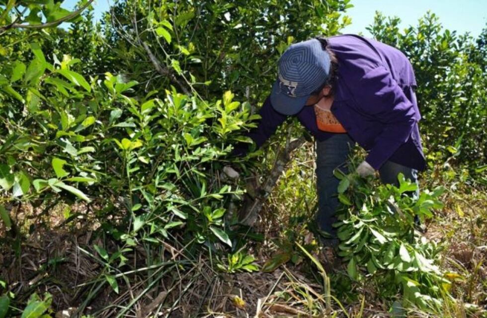 Este miércoles entregarán a los tareferos los tickets verdes para Ferias Francas