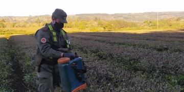 Encontraron 13 kilos de marihuana escondida en una mochila fumigadora en Oberá