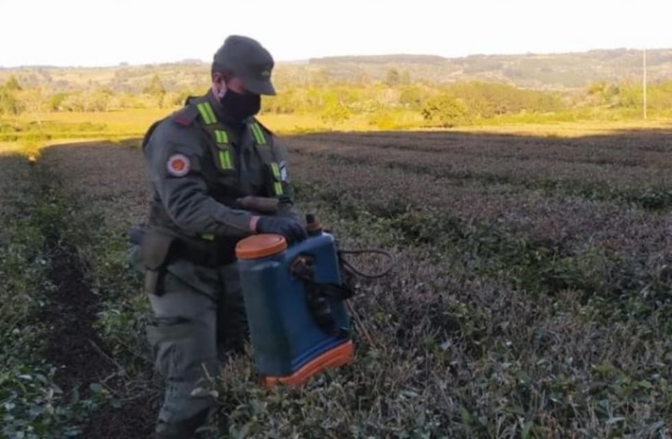 Encontraron 13 kilos de marihuana escondida en una mochila fumigadora en Oberá