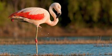 Flamenco austral (FotoNat)