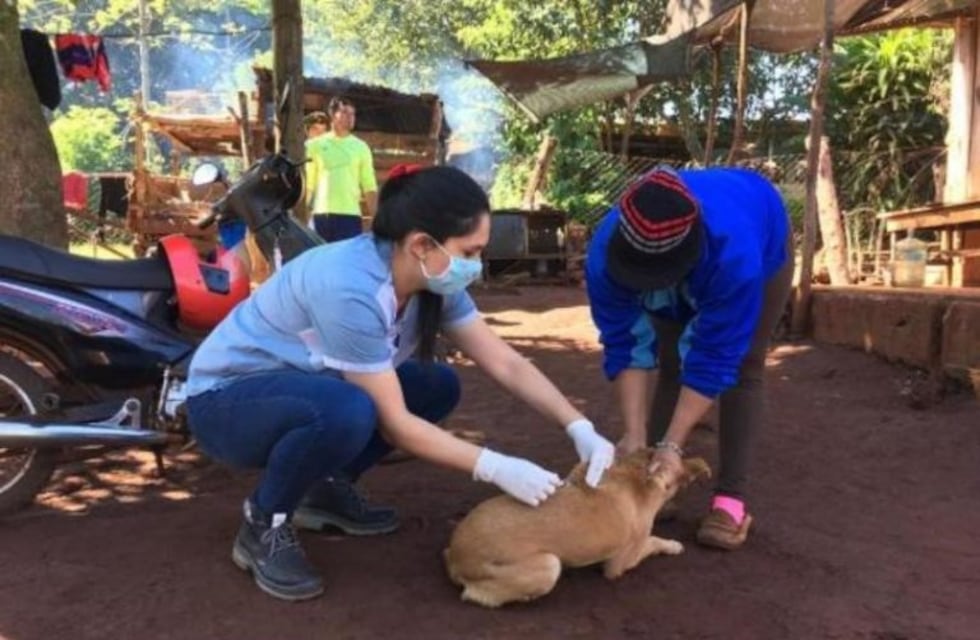Vacunan animales en Eldorado debido a que se halló un caso de rabia en un equino