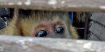 El mono fue capturado en una sandwichería de Laboulaye\u002E (Puntal\u002Ecom)