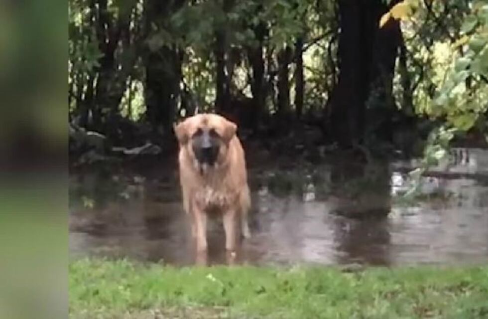 Un perrito chapotea en el barro pero se arrepiente cuando su dueña lo descubre