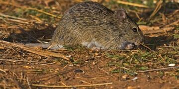 Hantavirus en Berisso\u002E