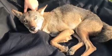 Murió Pancho, el coyote atropellado en México que confundieron con un perro