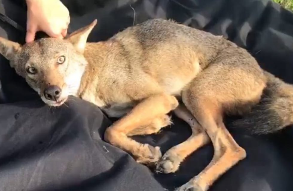 Murió Pancho, el coyote atropellado en México que confundieron con un perro