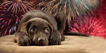 Consejos para cuidar a las mascotas de los cohetes (Web)