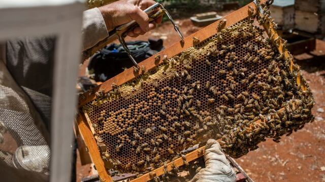 Pesticidas fue la causa de la muerte de las abejas en Traslasierra\u002E