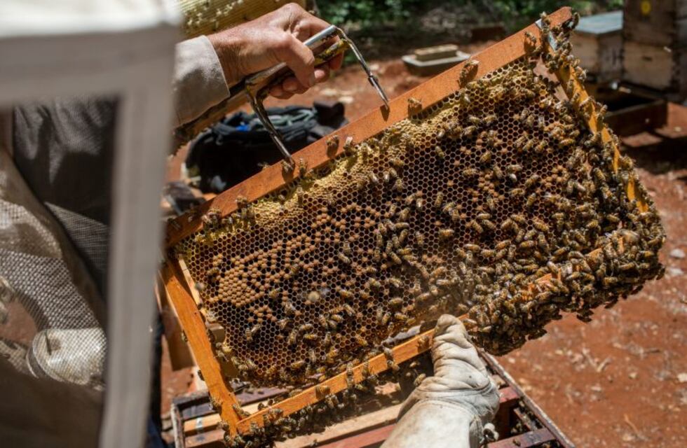 Los pesticidas envenenaron y mataron a millones de abejas en Traslasierra