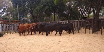 Apóstoles: se realizó con éxito una jornada de venta de toros