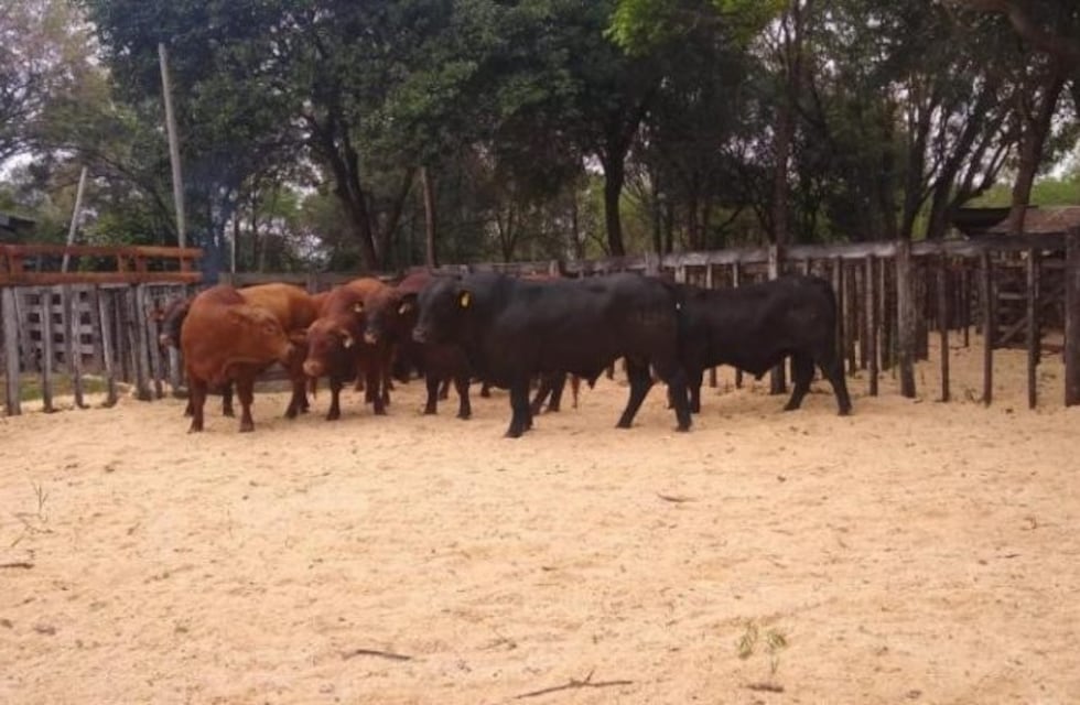 Apóstoles: se realizó con éxito una jornada de venta de toros
