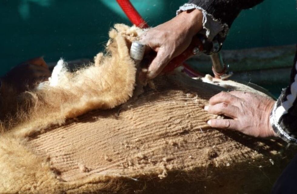 Cuarentena: brindarán ayuda a los artesanos con la venta de fibra de Vicuña