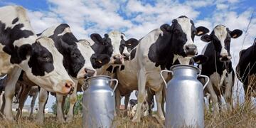 Vacas\u002E