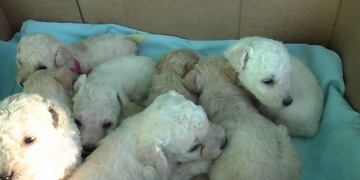 Rosarina regala caniches