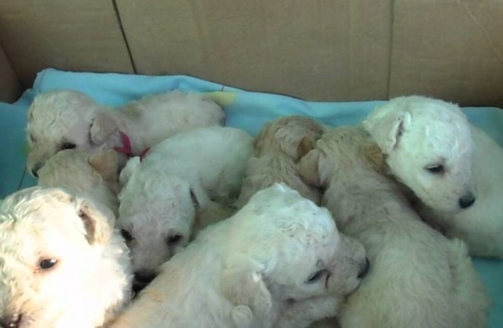 Punto final para la cruzada en busca de hogares para ocho caniches