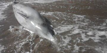 Delfín hallado en Playa Serena (Foto: El Marplatense)
