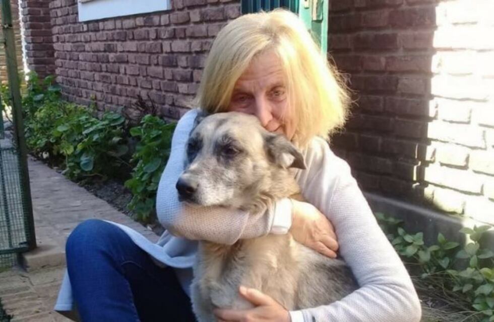 La historia del perro que fue de Palermo a Temperley para volver a su hogar