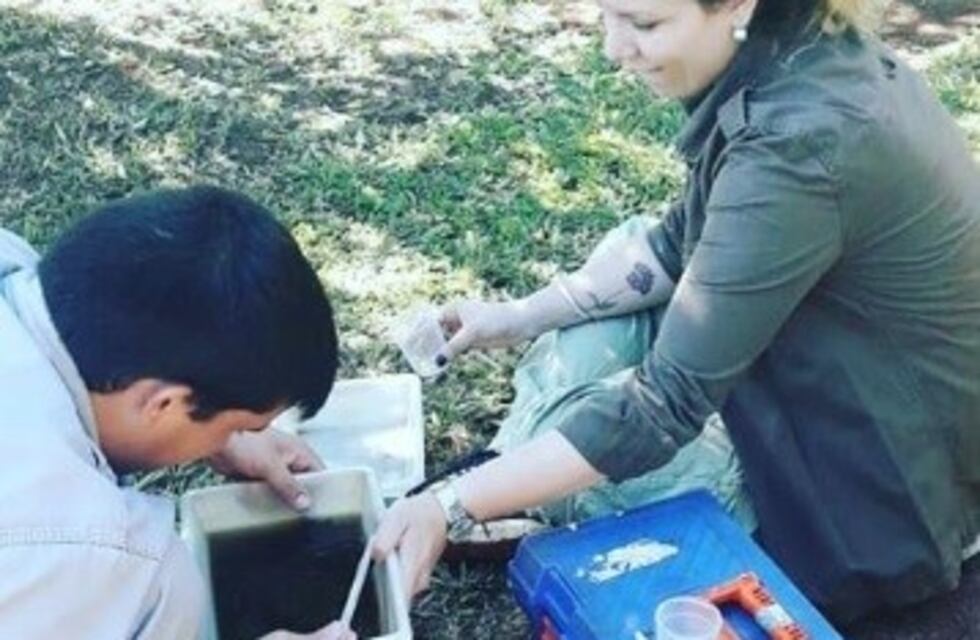 Investigan en Eldorado al Aedes aegypti ante cambios estacionales