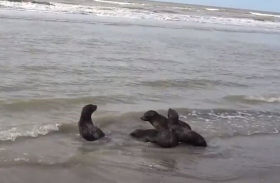 Así cuatro lobos marinos volvieron al mar