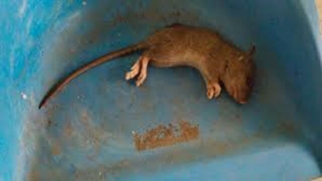 Ratas\u002E