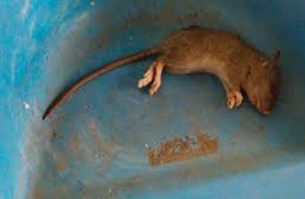 Denuncian plaga de ratas en la Dirección de Especialidades Médicas de Córdoba