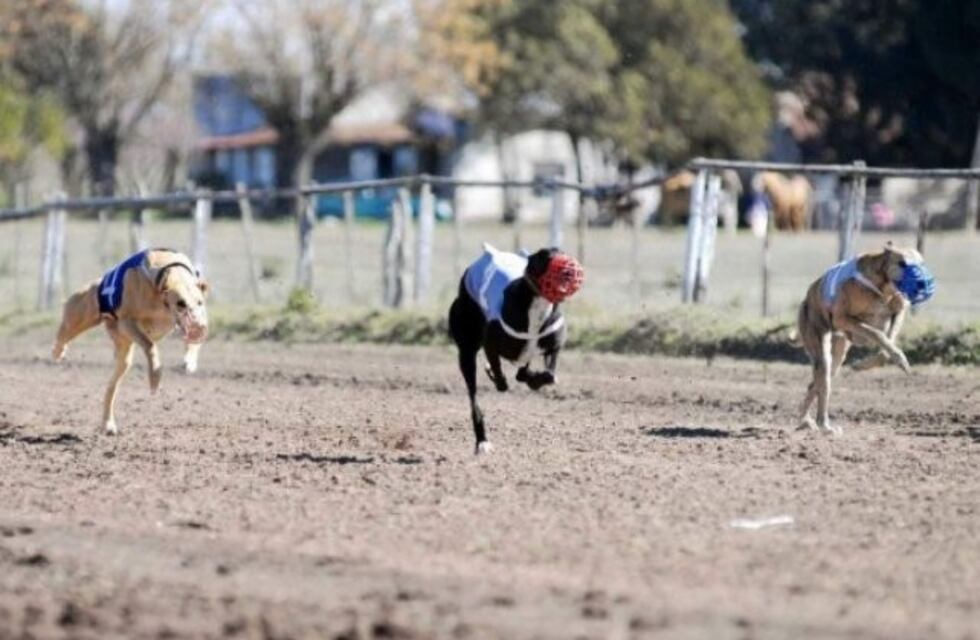 "Galgueros" reclaman por la legalización de la carrera de galgos