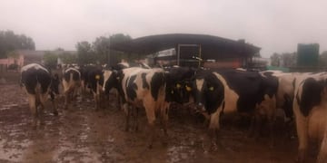 Los productores damnificados recibiru00e1n 2.000 pesos por vaca.