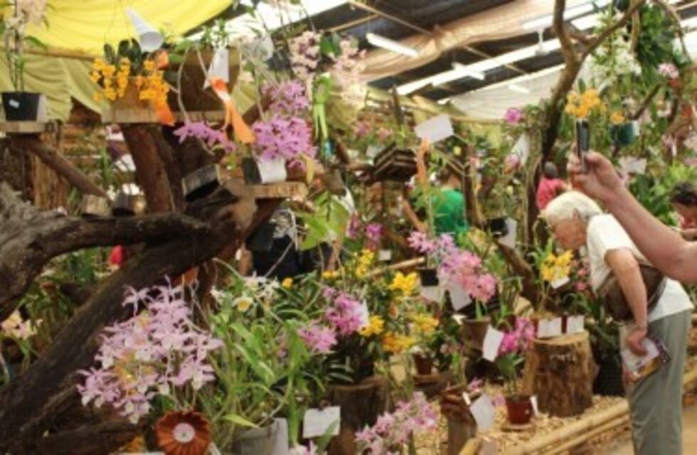 Ayer inició la Fiesta Nacional de la Orquídea en Montecarlo