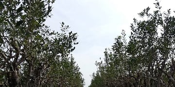 Yerbales de más calidades y con valor orgánico\u002E