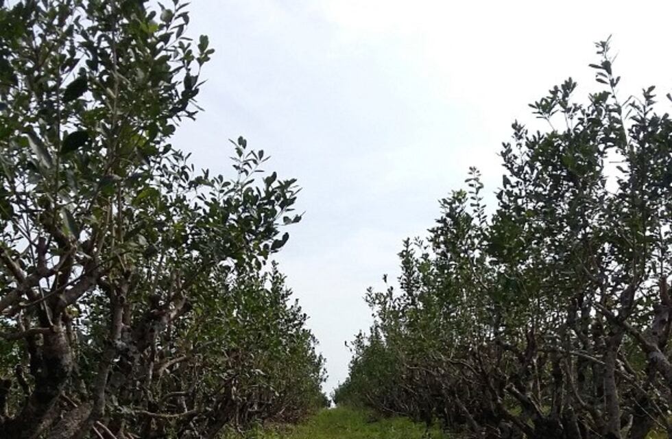 Incentivan la producción orgánica de té y yerba, además de más productos con compromiso federal